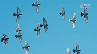 佛罗伦萨vs拉齐奥预测